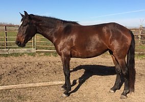 Lusitano (Lusitano, Mare) in Austin, TX