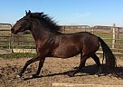 Andalusian - Horse for Sale in Austin, TX 76574 