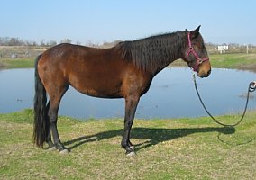 Andalusian / PRE (Andalusian / PRE, Mare) in Austin, TX