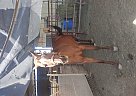 Thoroughbred - Horse for Sale in Tonopah, AZ 85354