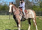 Kentucky Mountain - Horse for Sale in Anderson, SC 29621 Kentucky Mountain - Horse for Sale in Anderson, SC 29621