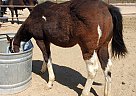 Paint - Horse for Sale in Tonopah, AZ 85354 Paint - Horse for Sale in Tonopah, AZ 85354