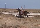 Thoroughbred - Horse for Sale in Great Falls, MT Thoroughbred - Horse for Sale in Great Falls, MT