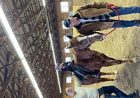 Quarter Horse (Quarter Horse, Gelding) in Sauquoit, NY