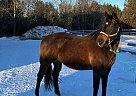 Quarter Horse - Horse for Sale in Markdale, ON N0C 1H0