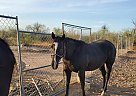 Quarter Horse - Horse for Sale in Tonopah, AZ 85354