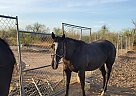 Quarter Horse - Horse for Sale in Tonopah, AZ 85354 Quarter Horse - Horse for Sale in Tonopah, AZ 85354