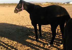 Quarter Horse (Quarter Horse, Mare) in Tonopah, AZ