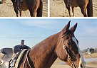 Quarter Horse - Horse for Sale in Star, ID 83669
