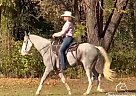 Tennessee Walking - Horse for Sale in Trafalgar, AR 72122