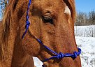 Scotch - Gelding in Bemidji, MN Scotch - Gelding in Bemidji, MN