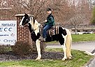 Spotted Saddle - Horse for Sale in Pine Knot, KY 42635