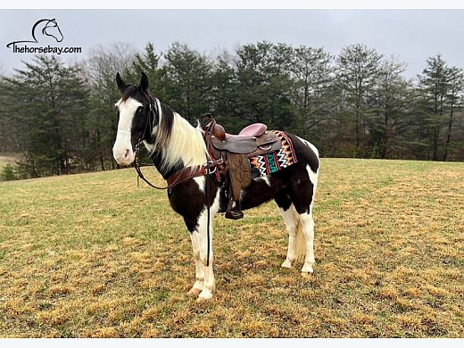 Spotted Saddle Horse Gelding