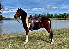 Spotted Saddle - Horse for Sale in Trafalgar, IN 46181
