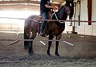 Quarab - Horse for Sale in Boulder, CO 80301 Quarab - Horse for Sale in Boulder, CO 80301