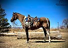 Paint - Horse for Sale in Fort Collins, CO 80524 Paint - Horse for Sale in Fort Collins, CO 80524
