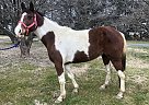 Paint - Horse for Sale in Lancaster, PA 17516 Paint - Horse for Sale in Lancaster, PA 17516