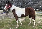 Paint - Horse for Sale in Lancaster, PA 17516