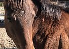 Quarter Horse - Horse for Sale in Coalville, UT 84017