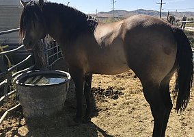 Quarter Horse (Quarter Horse, Gelding) in Coalville, UT