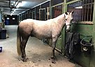 Holsteiner - Horse for Sale in Crestview, FL 32536