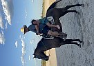 Quarter Horse - Horse for Sale in Crystal City, TX 78839 Quarter Horse - Horse for Sale in Crystal City, TX 78839