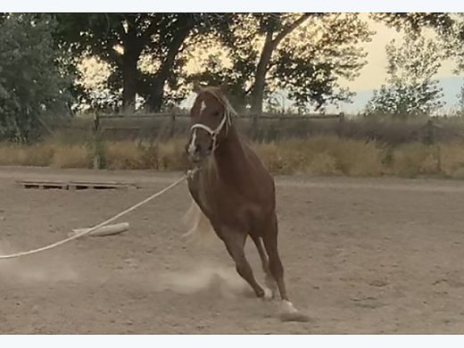 Beautiful 3Year old Gelding
