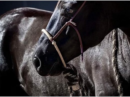 Beautiful Black Paint Gelding
