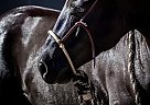 Paint - Horse for Sale in Star, ID 83669 Paint - Horse for Sale in Star, ID 83669