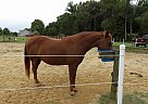 Draft - Horse for Sale in Jeffersonville, GA 31044