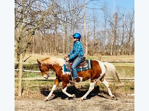 Flashy -9 yrs Paint Gelding
