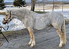 Welsh Pony - Horse for Sale in Clarence Creek, ON K0A1N0 Welsh Pony - Horse for Sale in Clarence Creek, ON K0A1N0