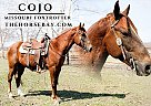 Missouri Fox Trotter - Horse for Sale in Houston, MO 65483 Missouri Fox Trotter - Horse for Sale in Houston, MO 65483