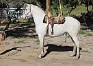 Andalusian - Horse for Sale in CANYON COUNTRY, CA 91351