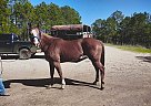 Quarter Horse - Horse for Sale in Shreveport, LA 71107