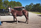 Quarter Horse - Horse for Sale in Shreveport, LA 71107 Quarter Horse - Horse for Sale in Shreveport, LA 71107
