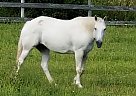Quarter Horse - Horse for Sale in Blaine, TN 37709