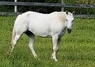 Quarter Horse - Horse for Sale in Blaine, TN 37709 Quarter Horse - Horse for Sale in Blaine, TN 37709