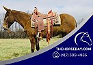 Mule - Horse for Sale in Charleston, IL 61920