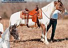 Spotted Saddle - Horse for Sale in Gerald, MO 63037 Spotted Saddle - Horse for Sale in Gerald, MO 63037