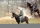 Mule - Horse for Sale in Houston, MO 65483