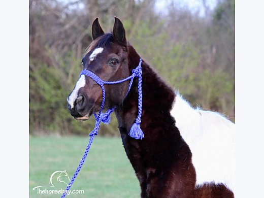 Trail Spotted Saddle Mare