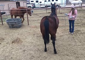 2003 Barrel Racing/Pole Bending Mare Quarter Horse Mare