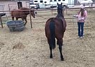 2003 Barrel Racing/Pole Bending ... Quarter Horse Mare