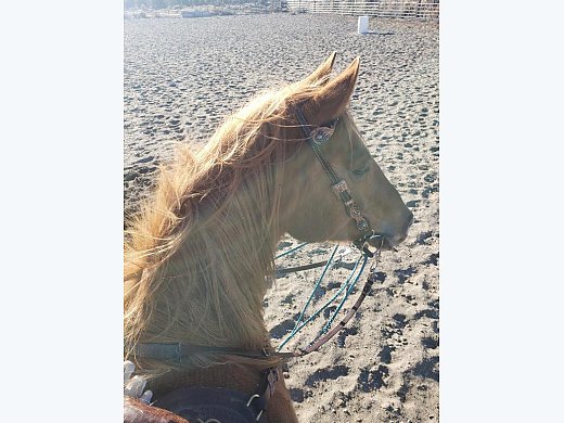 2010 red Dunn Mare