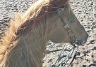 Ditto - Mare in Prineville, OR Ditto - Mare in Prineville, OR
