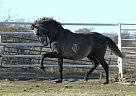 Andalusian - Horse for Sale in Roane, TX 75109