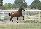 Andalusian - Horse for Sale in Roane, TX 75109 Andalusian - Horse for Sale in Roane, TX 75109