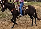 Quarter Horse - Horse for Sale in Ardmore, TN 38449 Quarter Horse - Horse for Sale in Ardmore, TN 38449