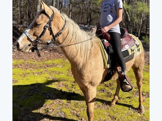 5 Year old Palomino